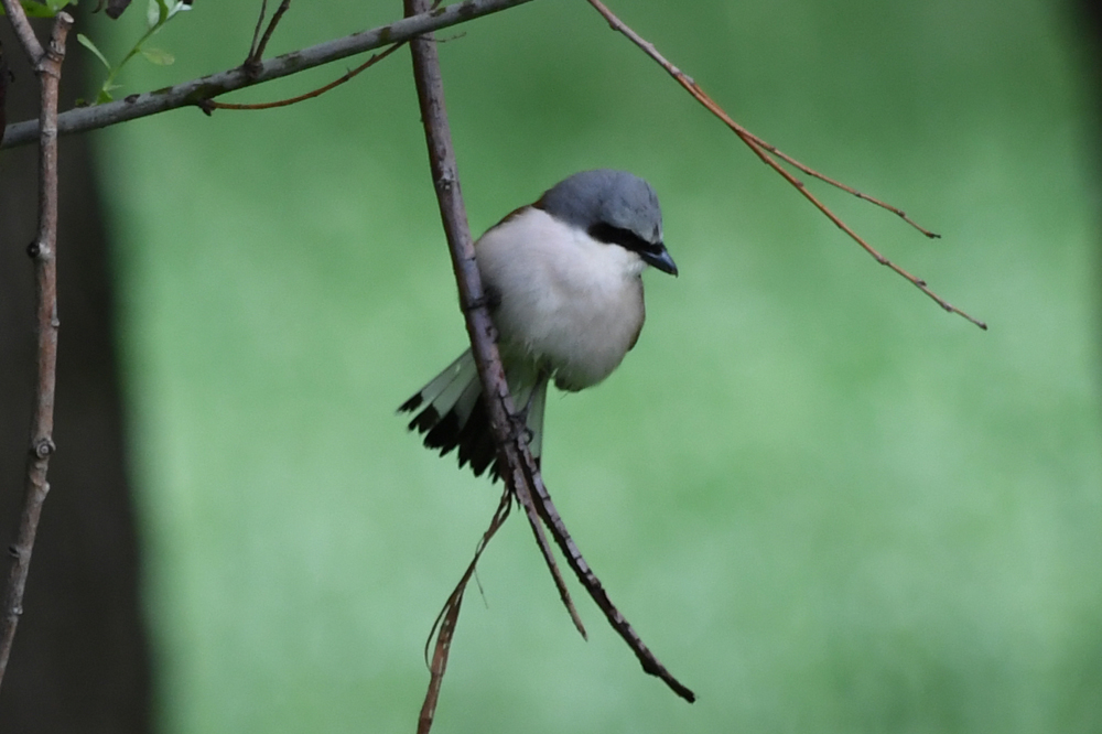 Red-backed Shrike